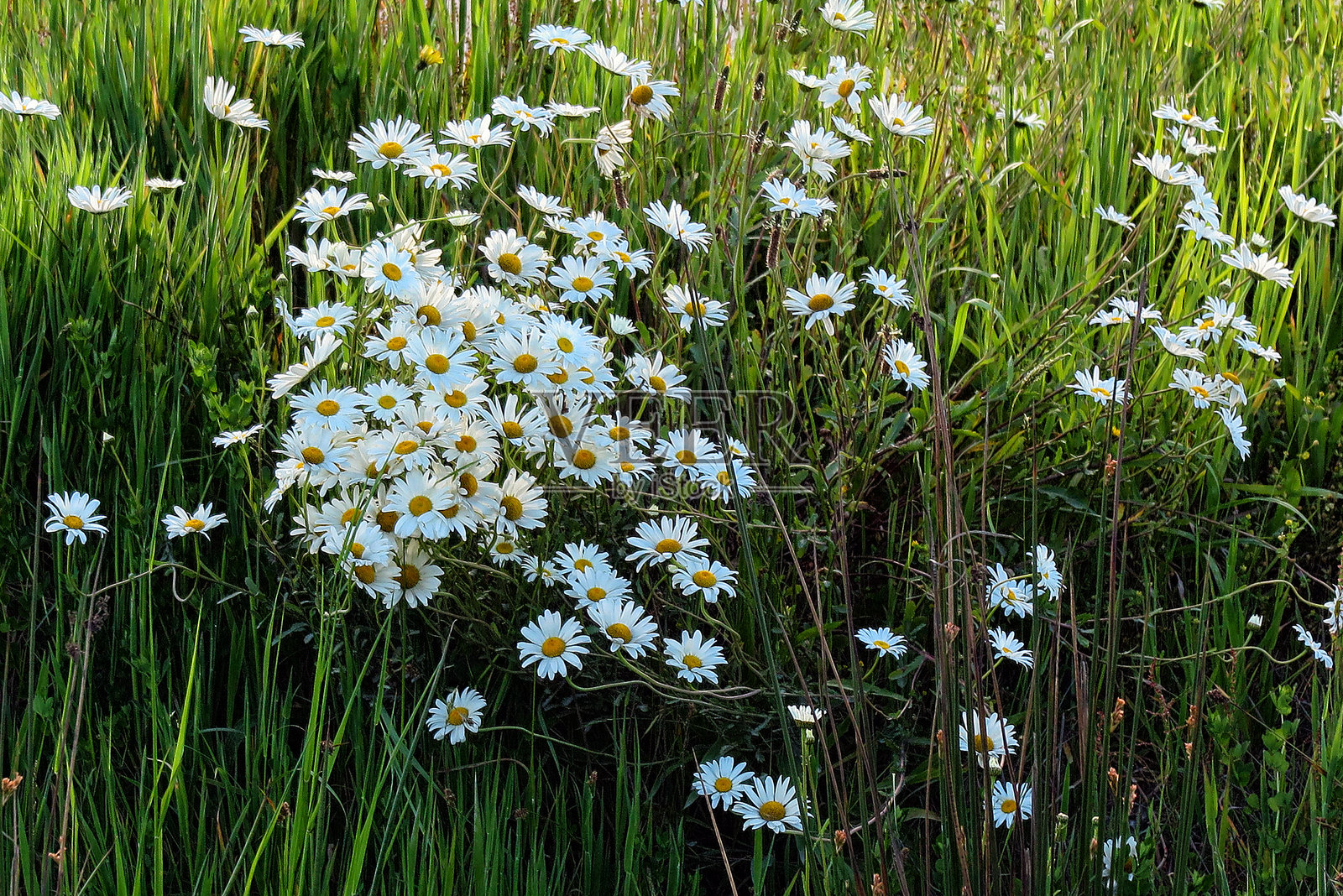 动植物照片摄影图片
