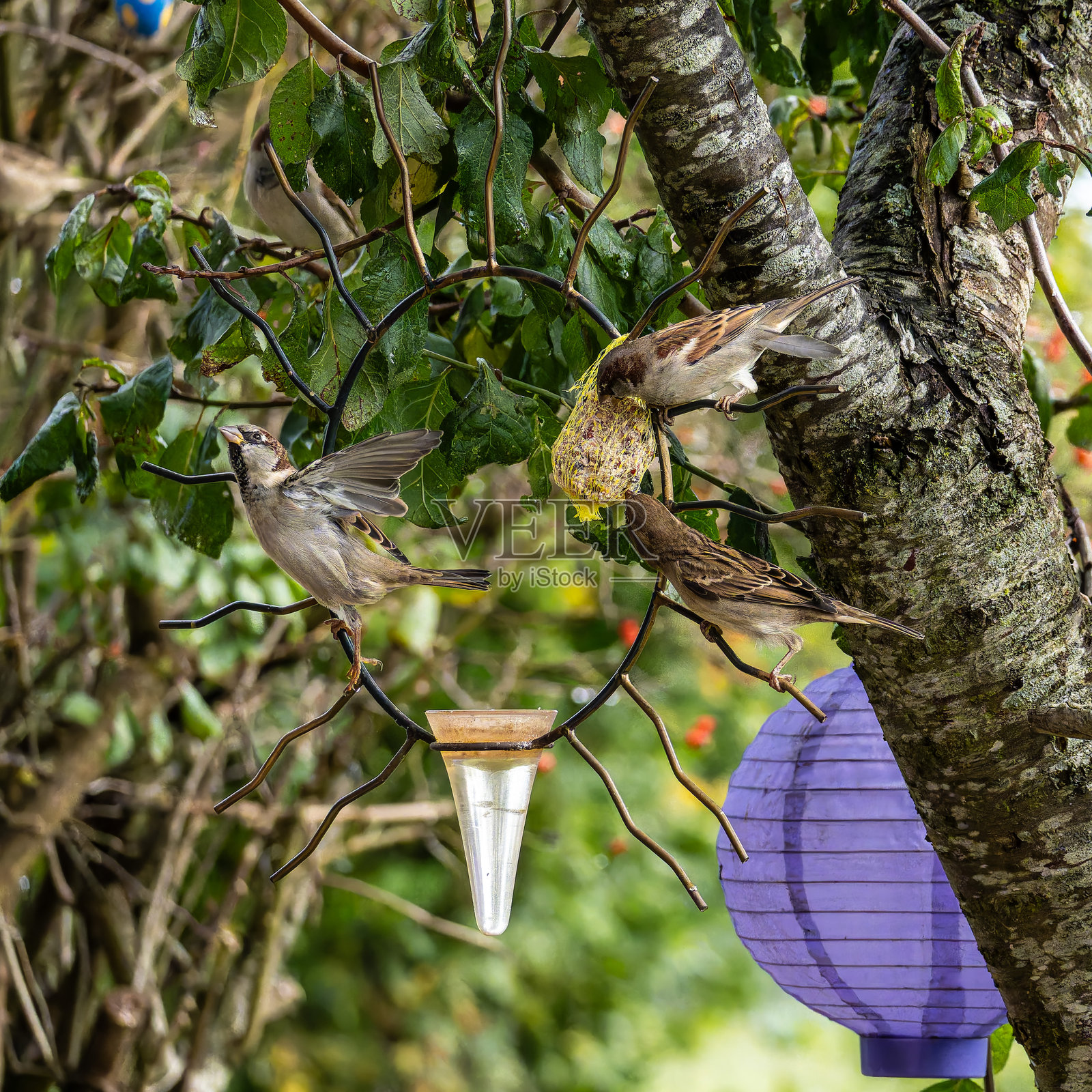家麻雀,学名为Passer domesticus,栖息在装有鸟食的鸟食器上。照片摄影图片