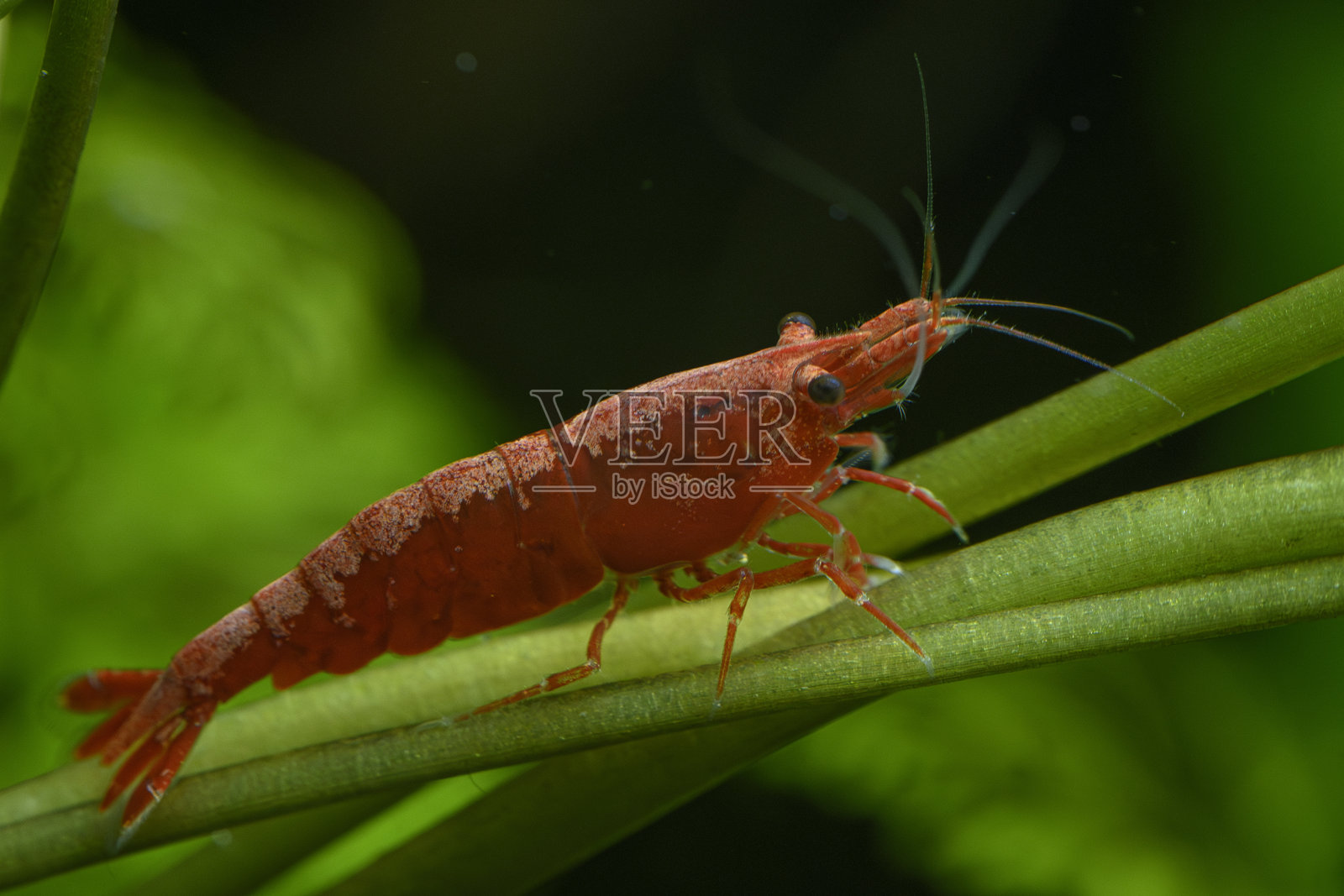 水族箱中一只鲜艳红色的樱桃虾(Caridina)特写,周围环绕着郁郁葱葱的水生植物。照片摄影图片