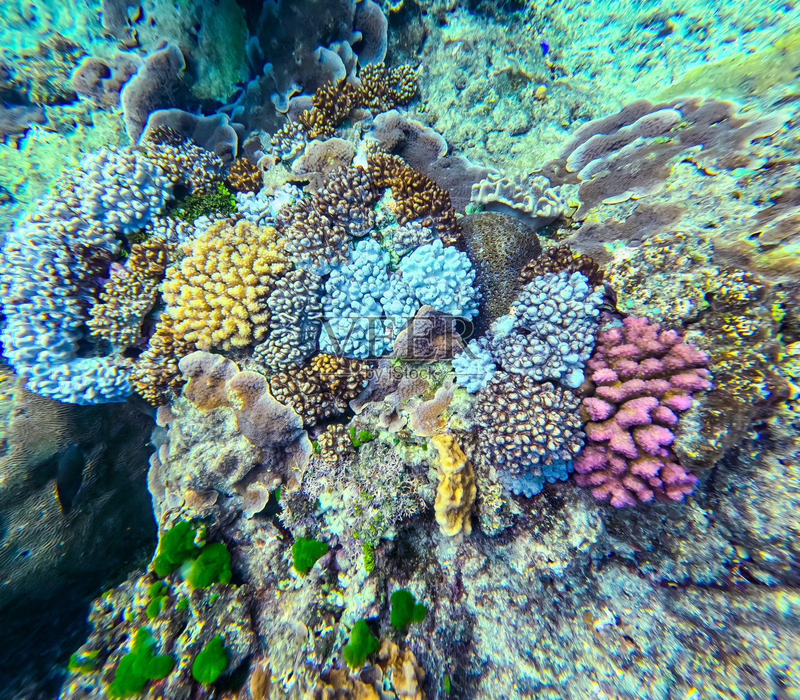 美丽的水下场景,展示了热带珊瑚礁清澈水域中多种多样的色彩斑斓的珊瑚。照片摄影图片