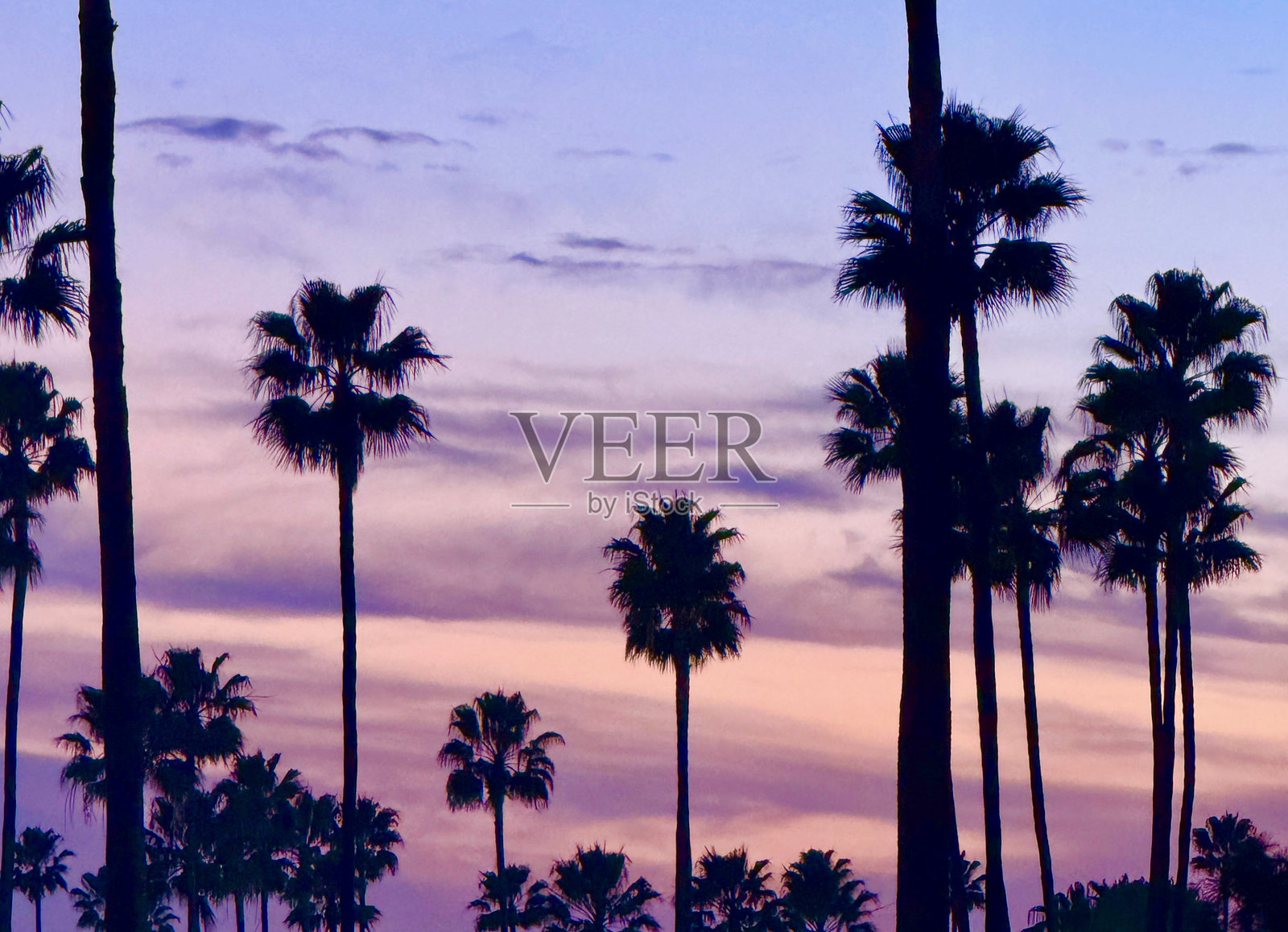 棕榈树照片摄影图片