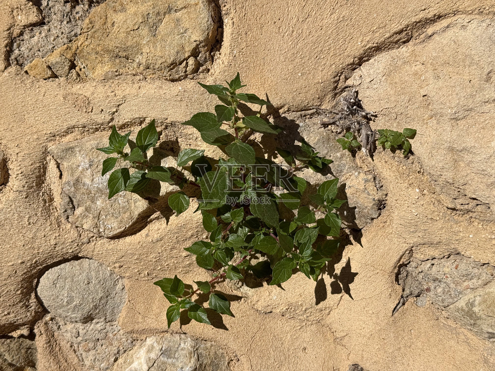 乡村风格的石墙上覆盖着生机勃勃的绿色常春藤,沐浴在自然阳光下照片摄影图片
