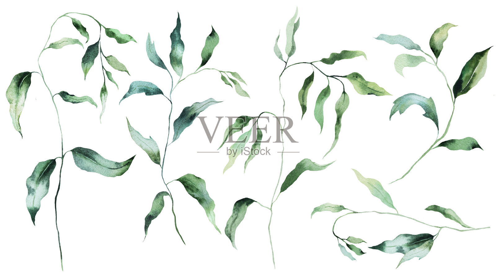 水彩小枝与绿色叶子的孤立插图,植物夏季婚礼元素插画图片素材