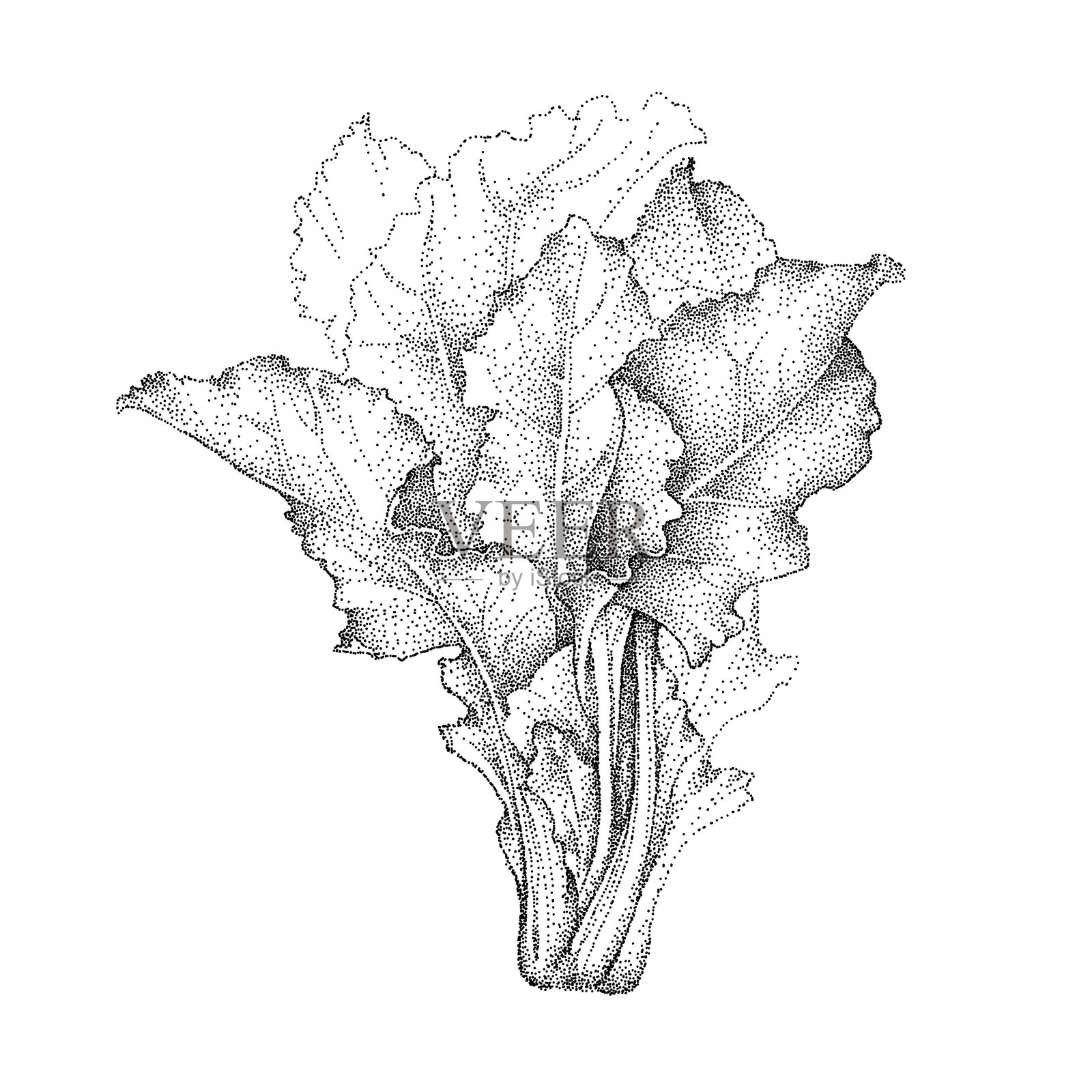 瑞士甜菜。芥菜。叶子Beta vulgaris。蔬菜菜单的绿叶。手绘草图,矢量插图,白色背景。插画图片素材