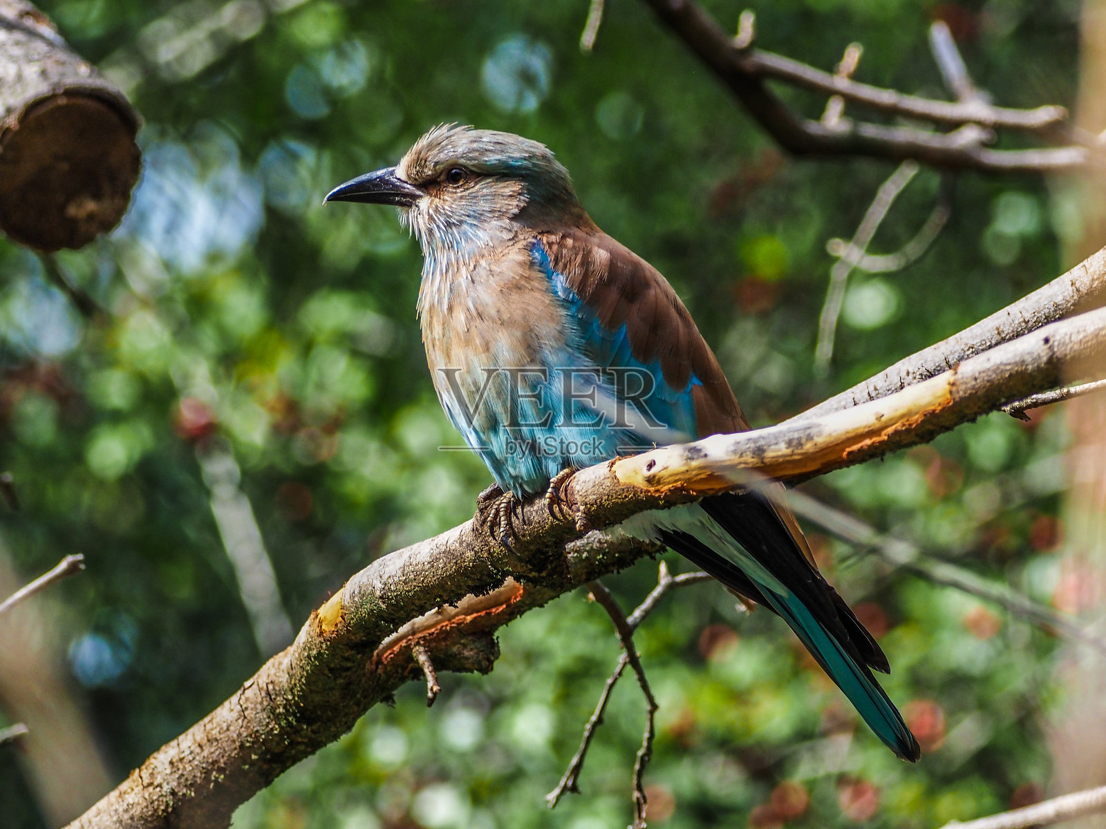 欧洲滚地龙照片摄影图片