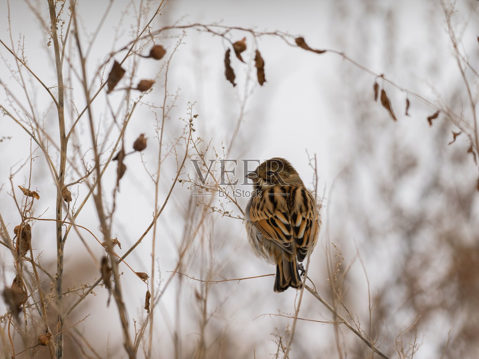 一只小鸟栖息在冬季干枯的树枝上照片摄影图片