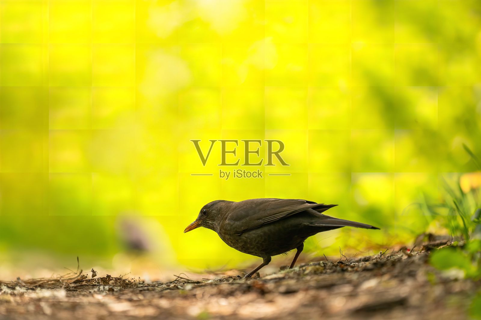 阳光明媚的森林中的宁静黑鸟照片摄影图片