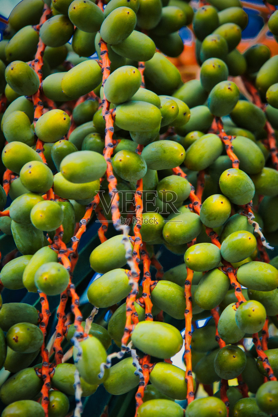 棕榈果照片摄影图片
