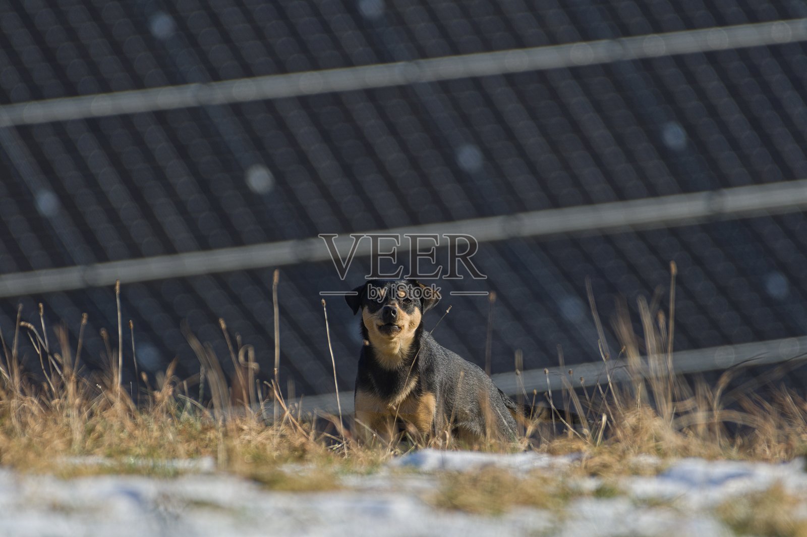 花园里的吠叫狗。照片摄影图片