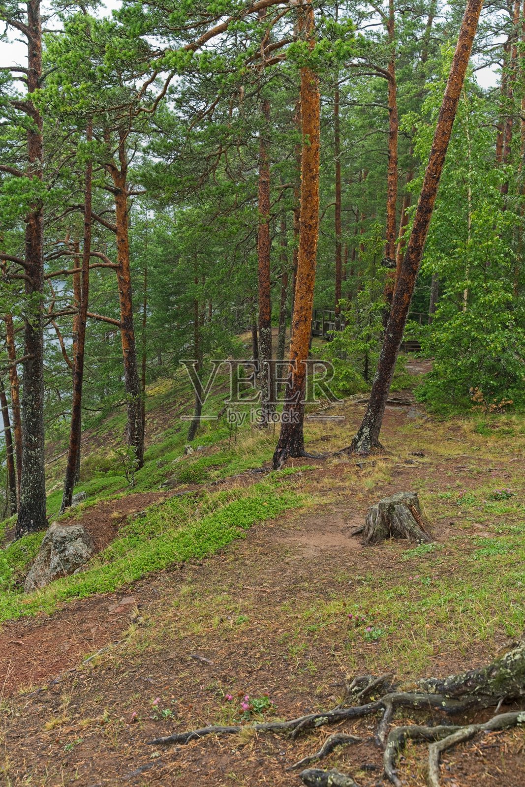 瓦拉姆岛上的山坡松树林。照片摄影图片