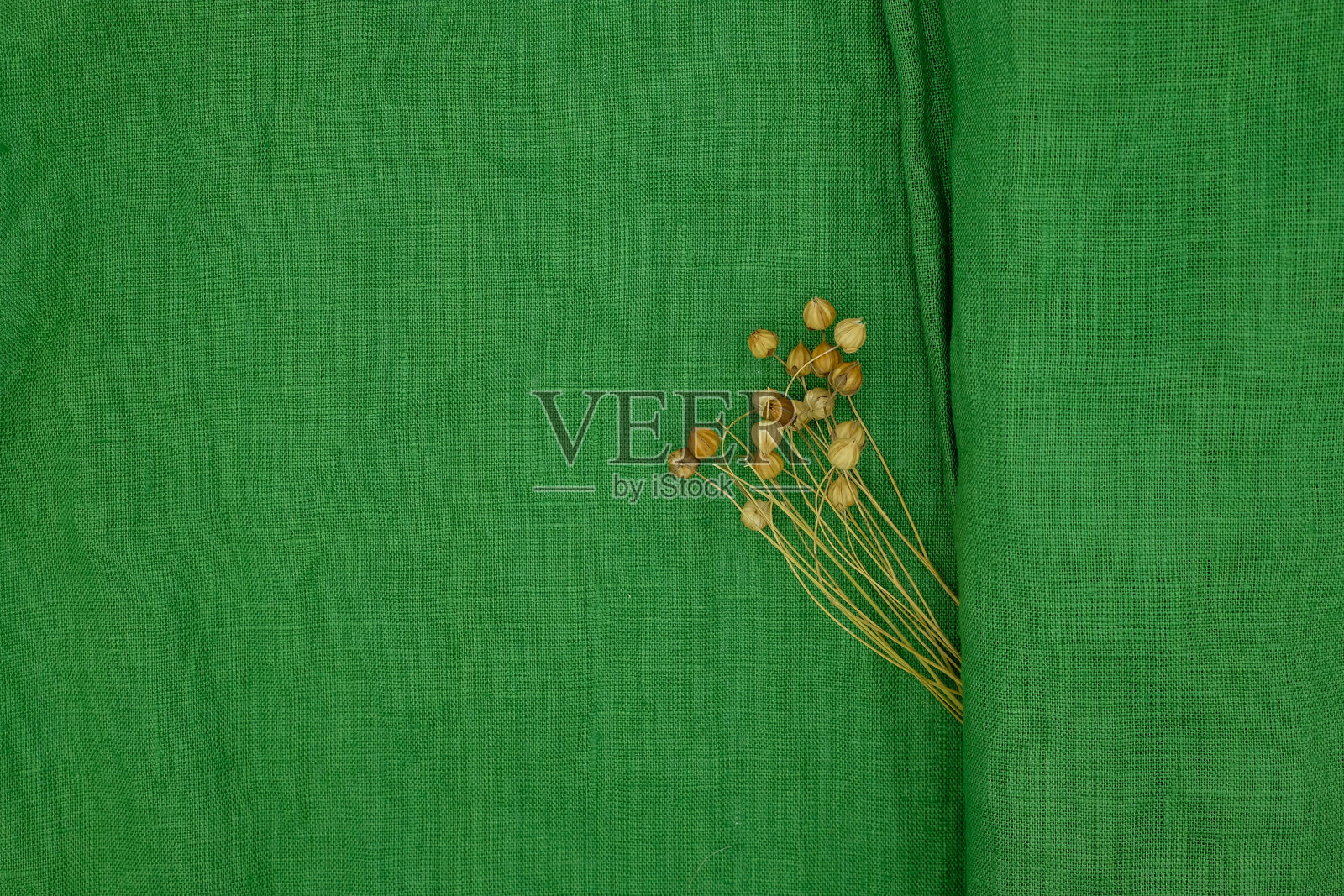 天然亚麻布 绿色。亚麻种子荚。照片摄影图片