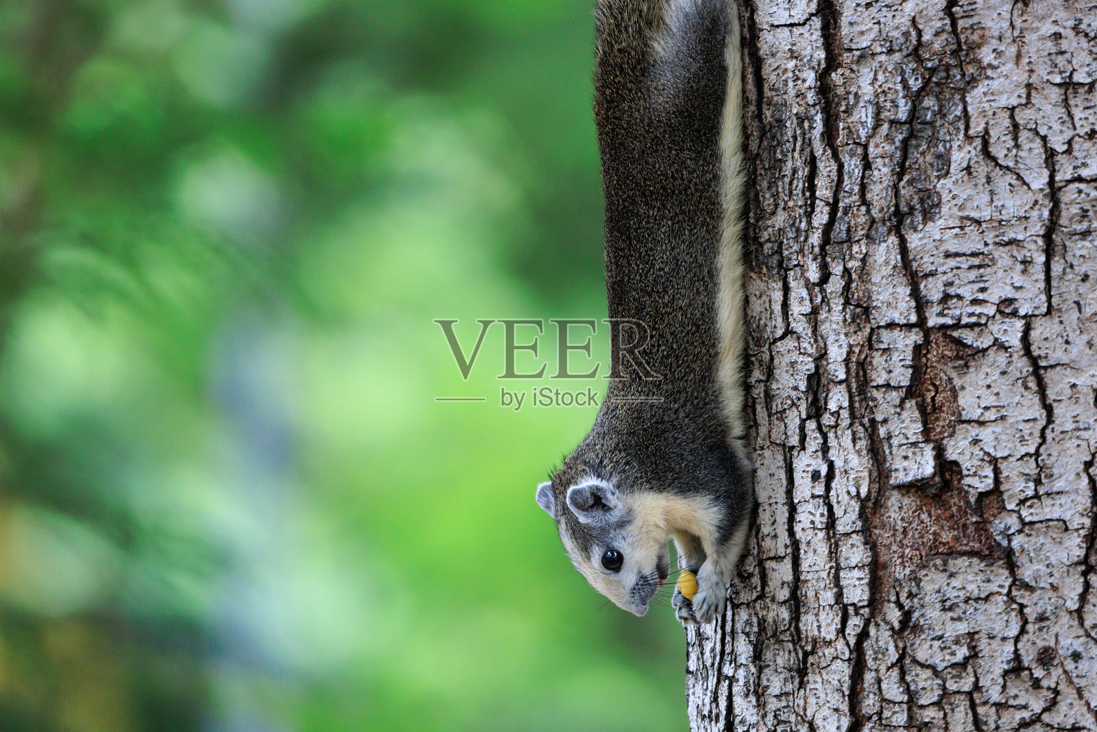 松鼠倒挂在树干上吃豆子,位于森林公园中照片摄影图片