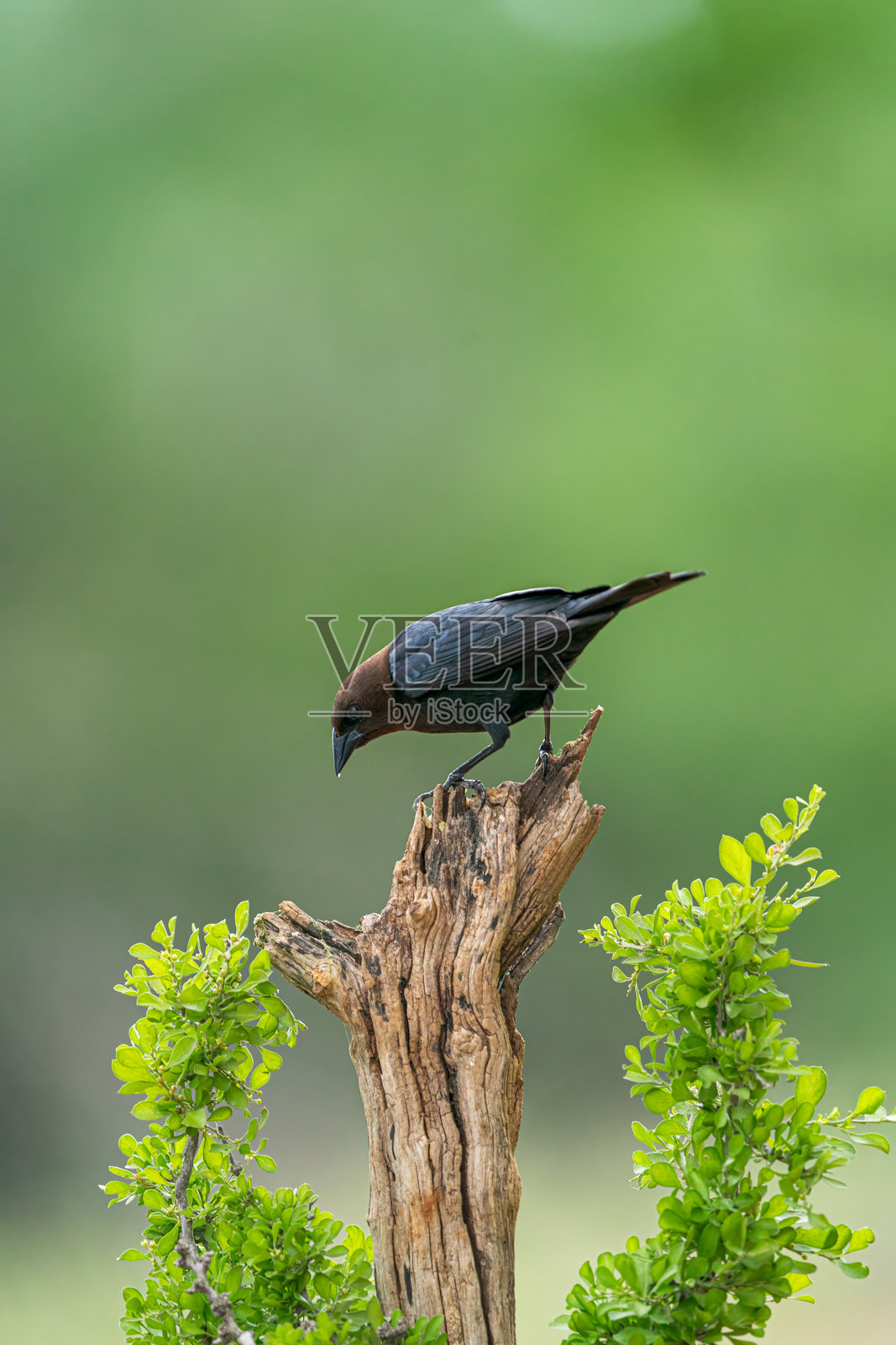 棕头牛鹂 (Molothrus ater)照片摄影图片