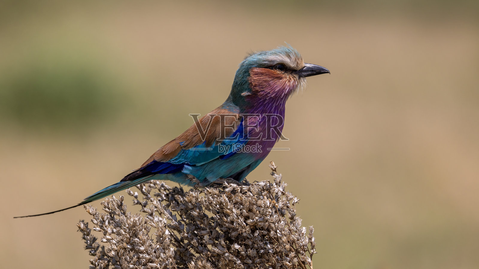 紫胸滚地龙照片摄影图片
