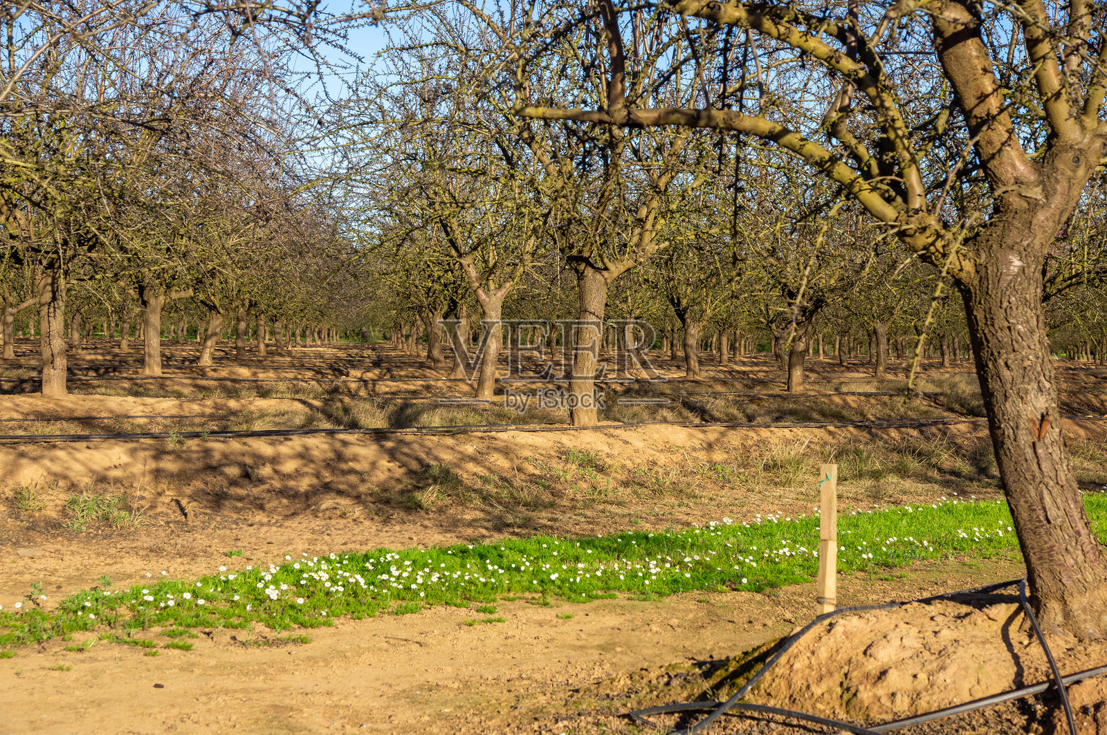 冬季杏树田的斜视角,配有滴灌系统。照片摄影图片