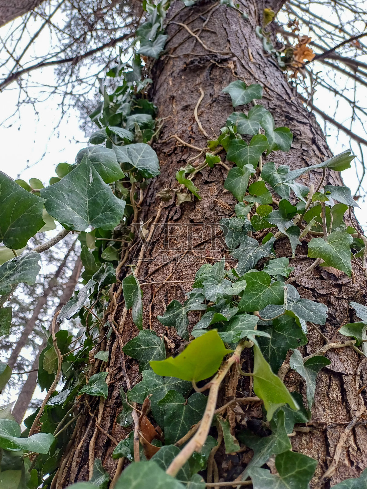 被常春藤覆盖的树干特写镜头展示了一棵树干,上面爬满了生机勃勃的绿色常春藤,背景是自然的户外景色。照片摄影图片
