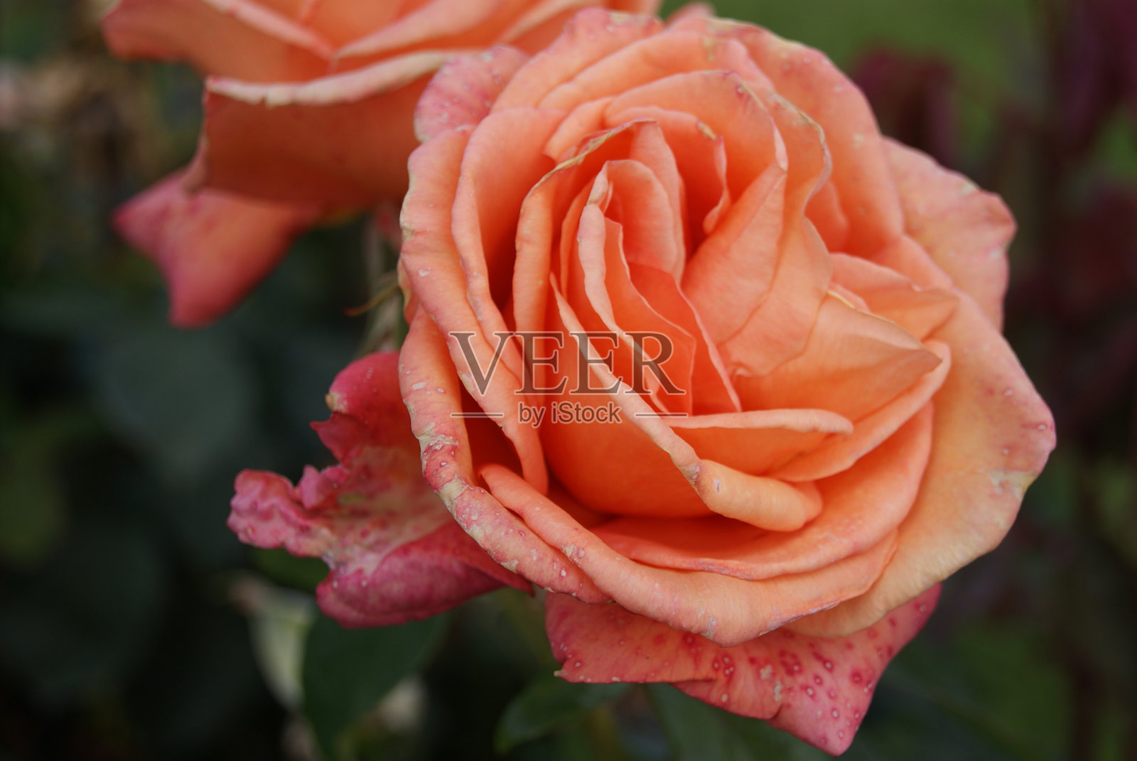 橙色玫瑰花特写照片摄影图片