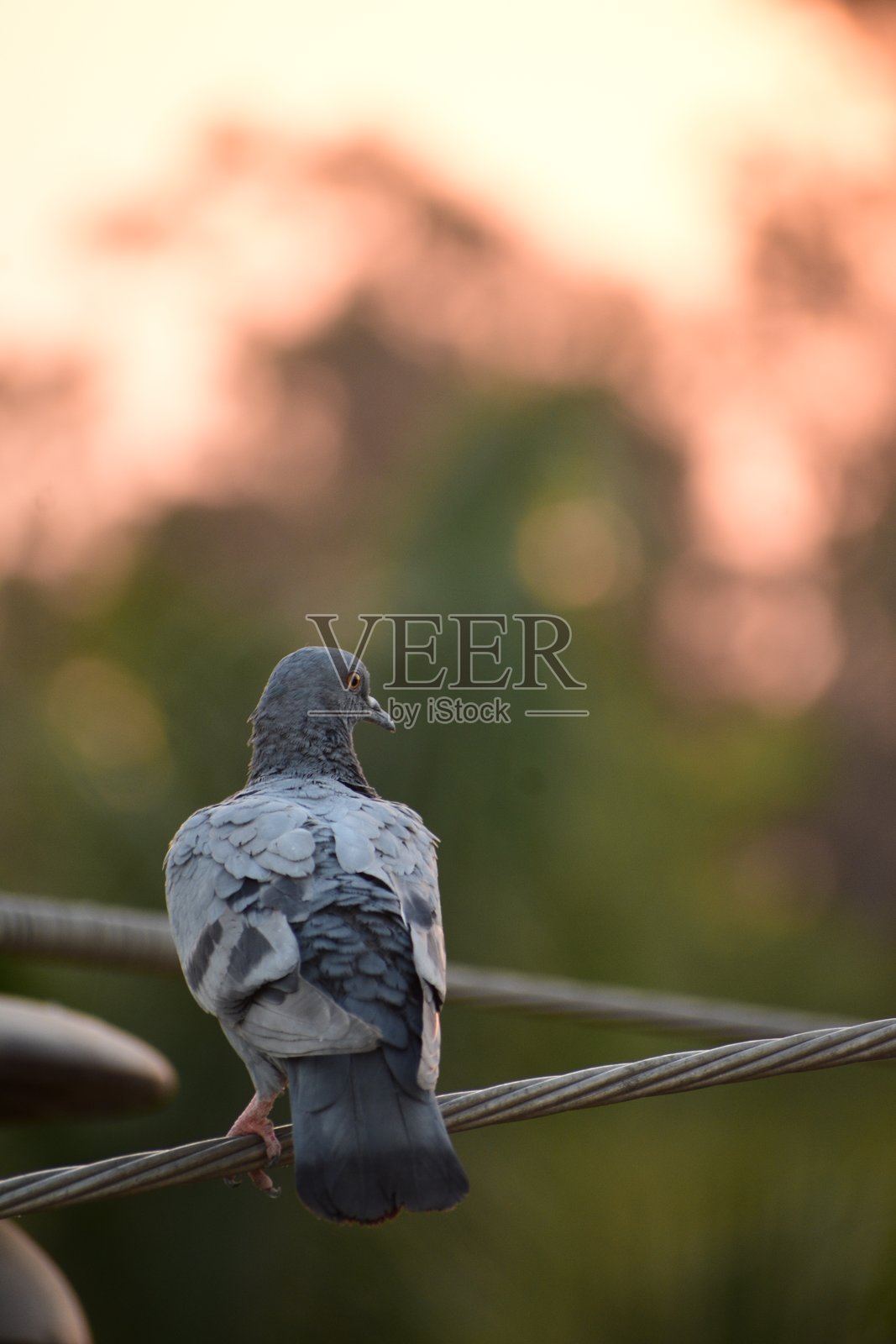 家鸽是由岩鸽或岩鸽衍生出的鸽子亚种。岩鸽是世界上最古老的驯化鸟类。美索不达米亚的楔形文字泥板提到了这些鸽子。照片摄影图片