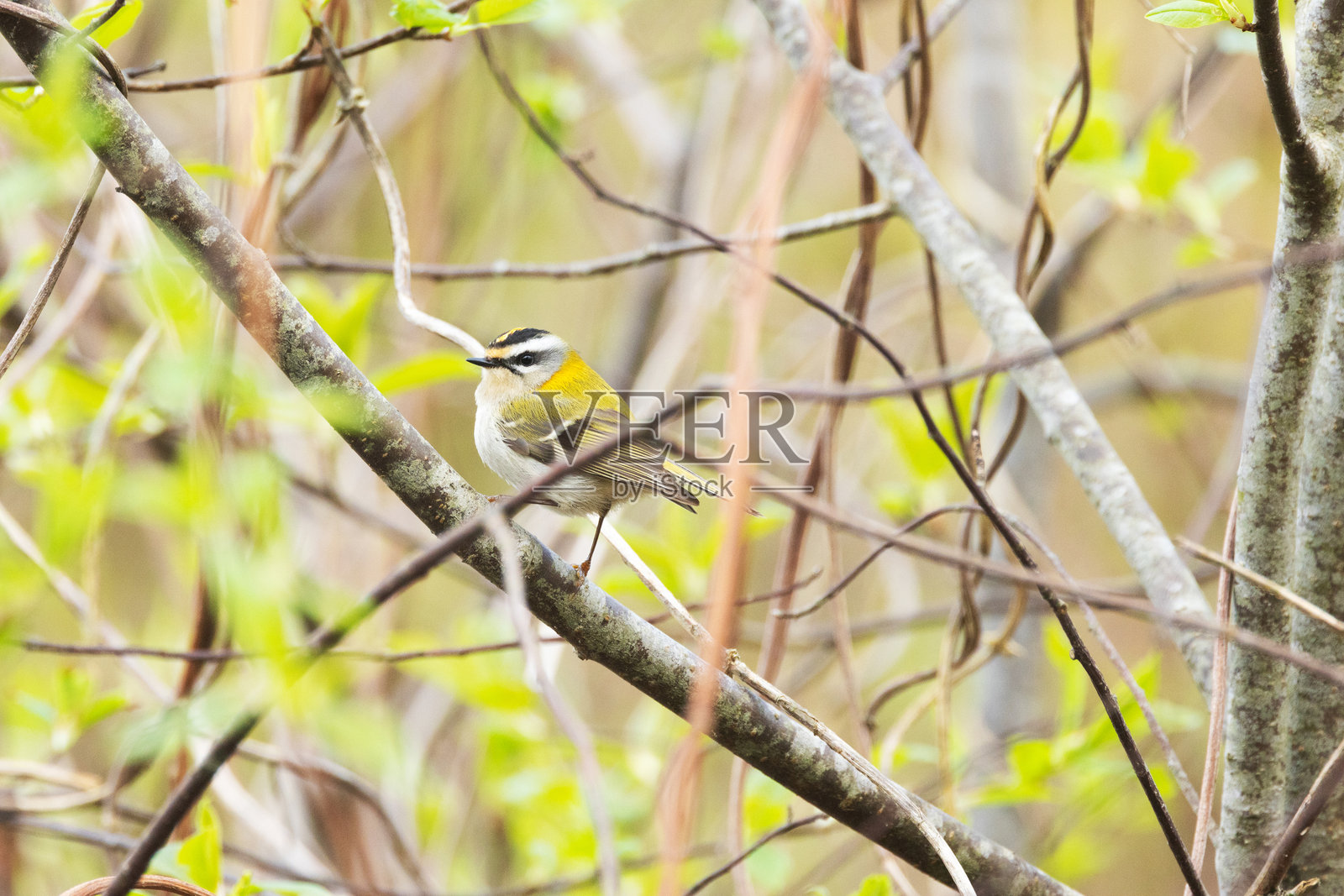 小型雀鸟,普通火冠鸟在爱沙尼亚乡村的北方森林中春天的日子里,在灌木丛中寻找食物。照片摄影图片