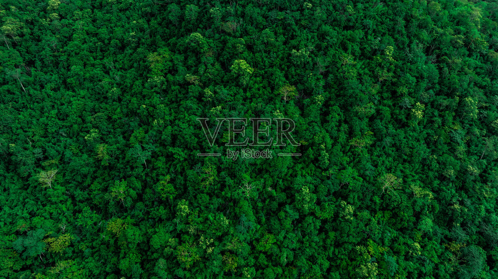 混合森林的鸟瞰图,绿色的落叶树与雾气云层。热带雨林丰富的自然生态系统概念与保护和自然再造林有关。照片摄影图片