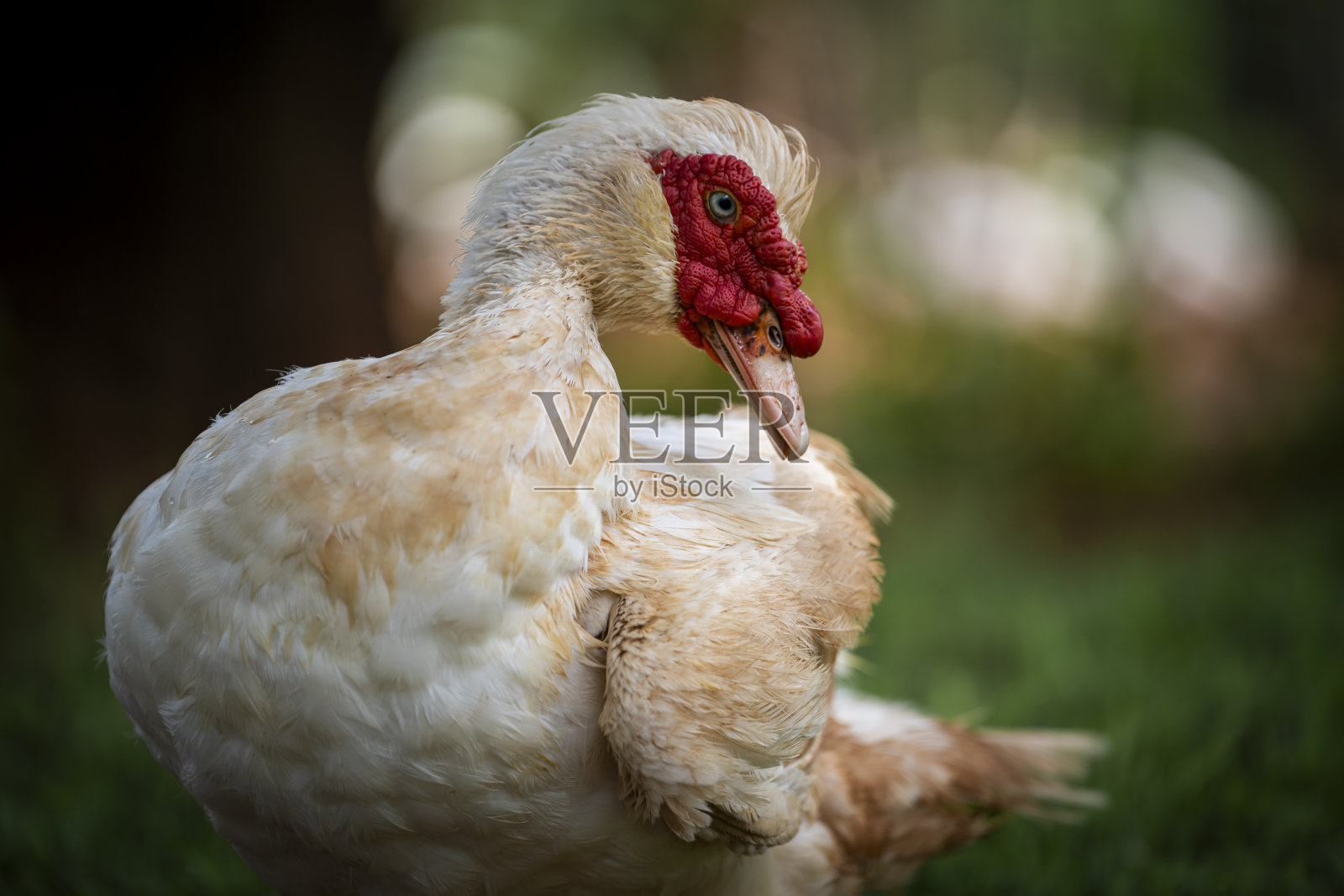一只鸭子在小溪中狼吞虎咽地喝水,喝水时溅起水花。照片摄影图片