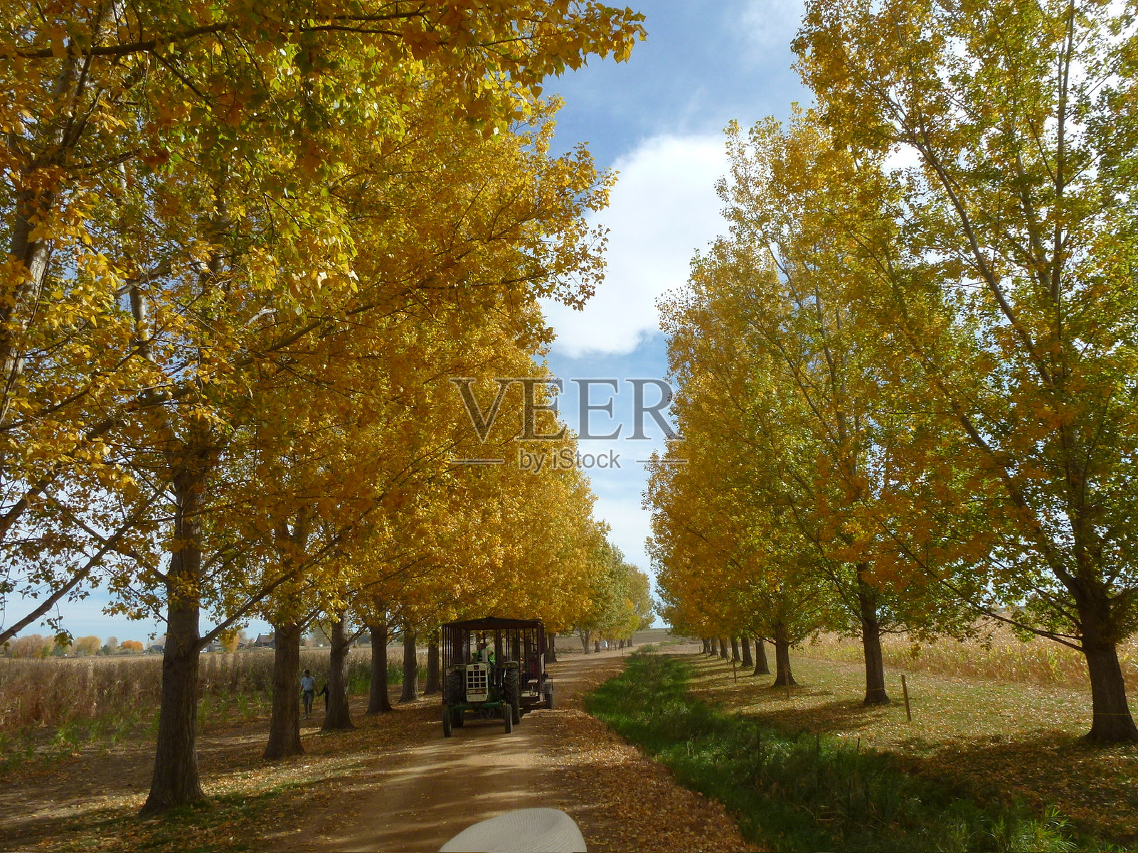 秋天的树木与落叶照片摄影图片