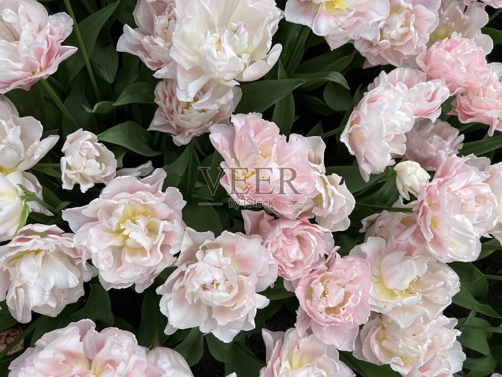 荷兰各种郁金香的绚丽展示。照片摄影图片