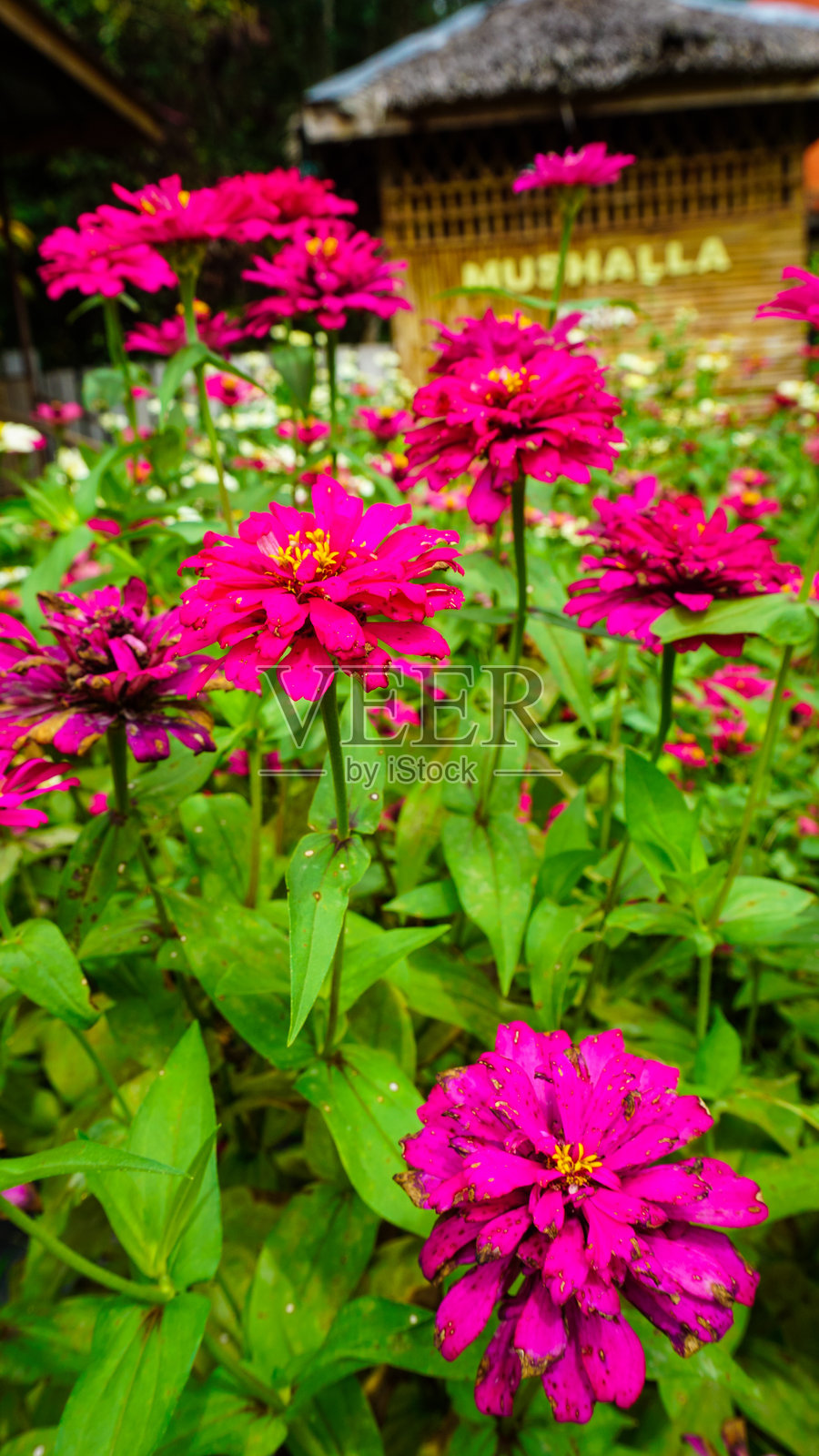 鲜艳的粉色花朵在郁郁葱葱的花园中盛开照片摄影图片