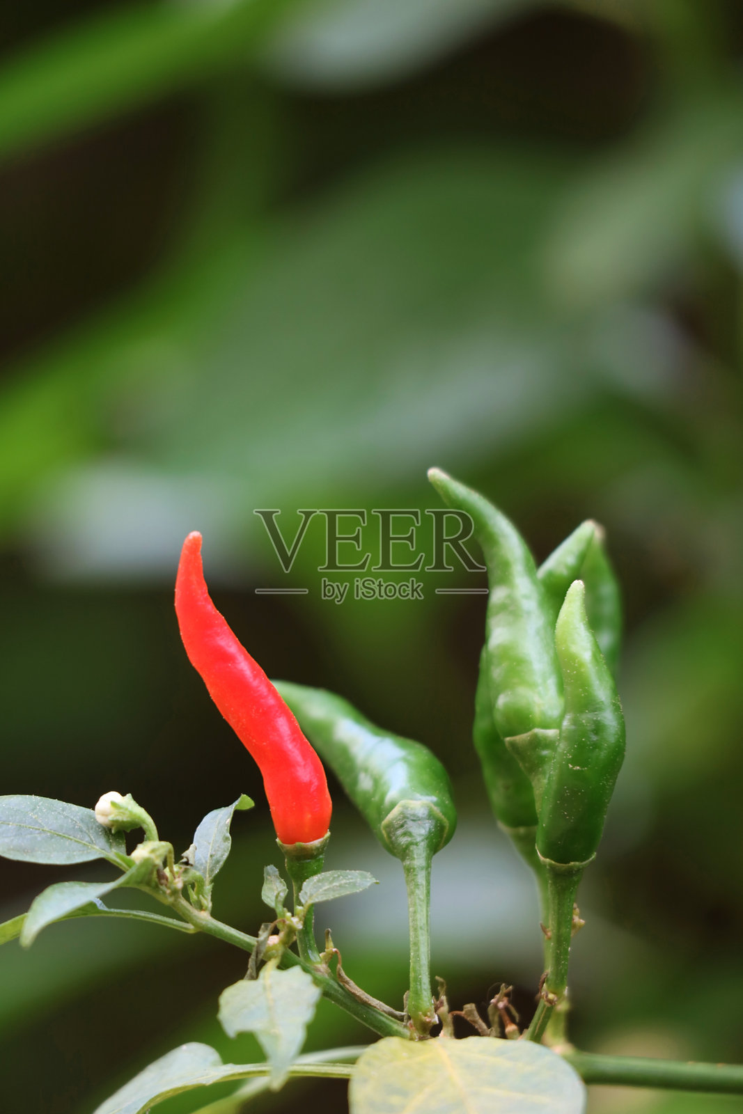 一串红绿鸟眼辣椒或泰国辣椒在树上成熟照片摄影图片