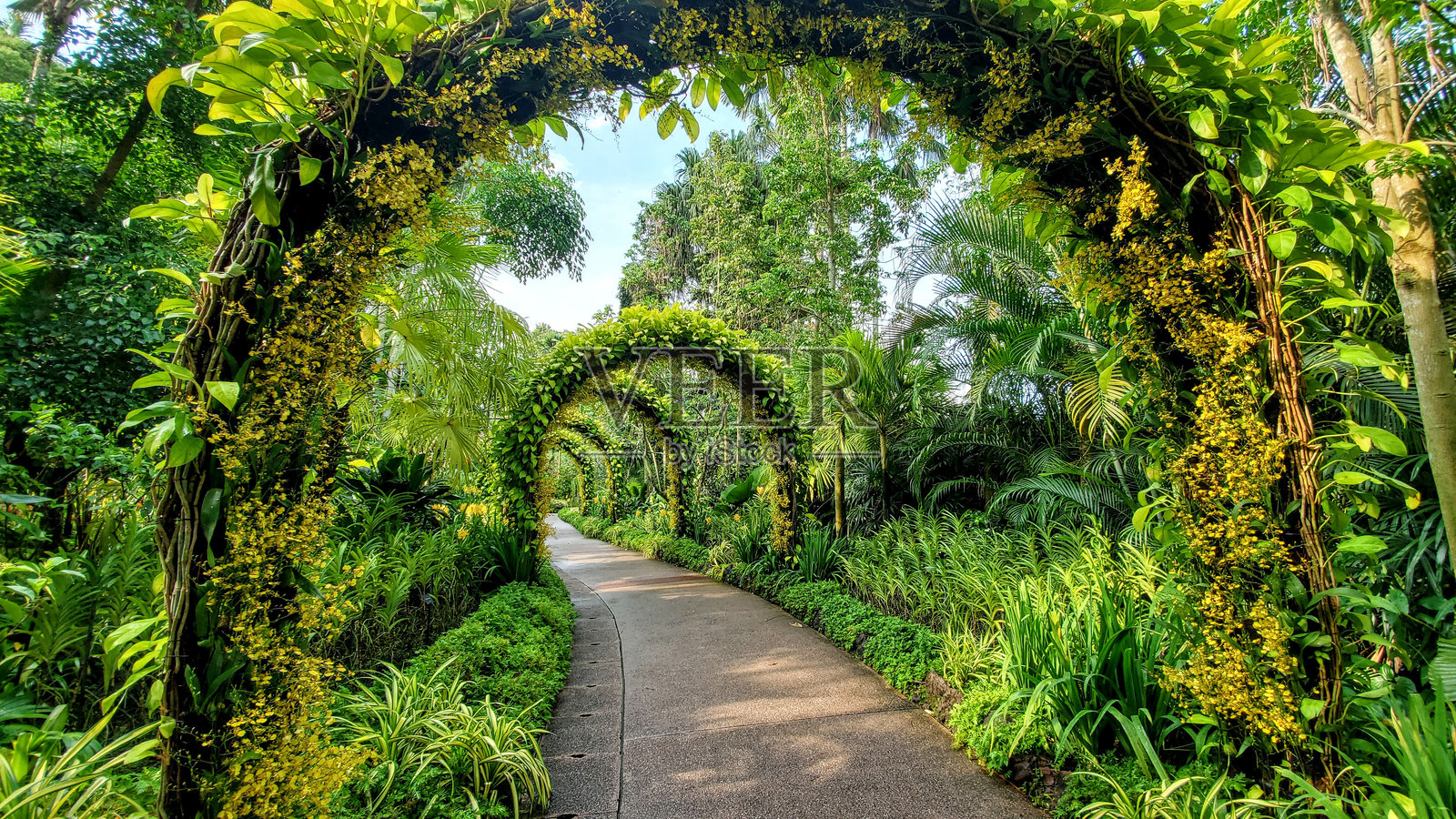 宁静植物园中的郁郁葱葱拱门小径照片摄影图片