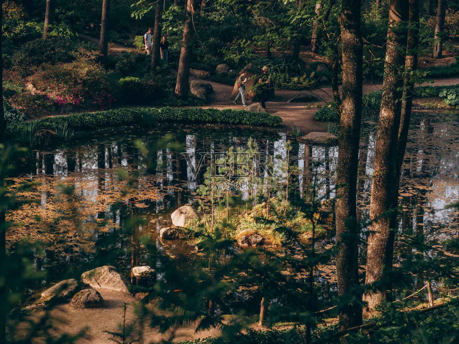 美丽的植物园与一个池塘照片摄影图片