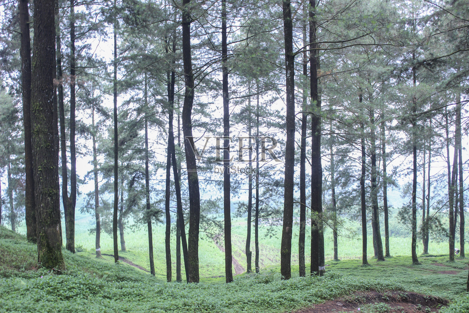 宁静的森林景观,挺拔的松树和郁郁葱葱的绿植照片摄影图片