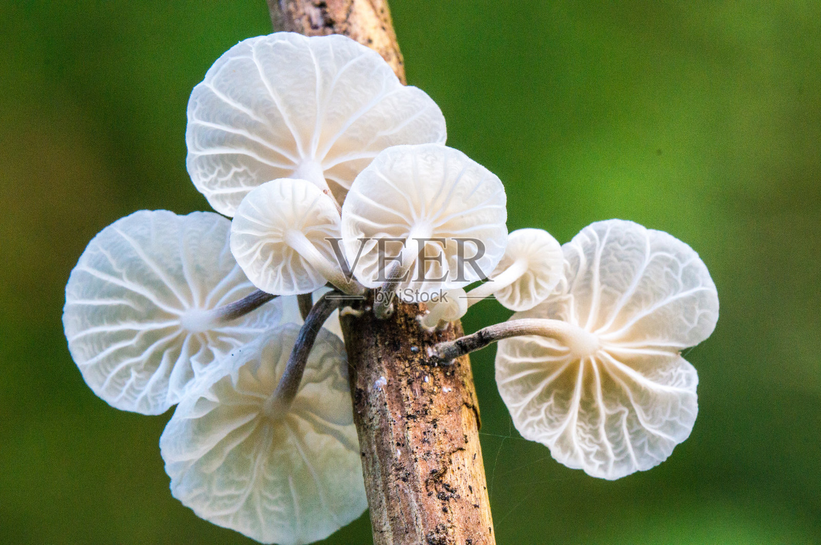 Marasmiellus candidus 在其栖息地照片摄影图片