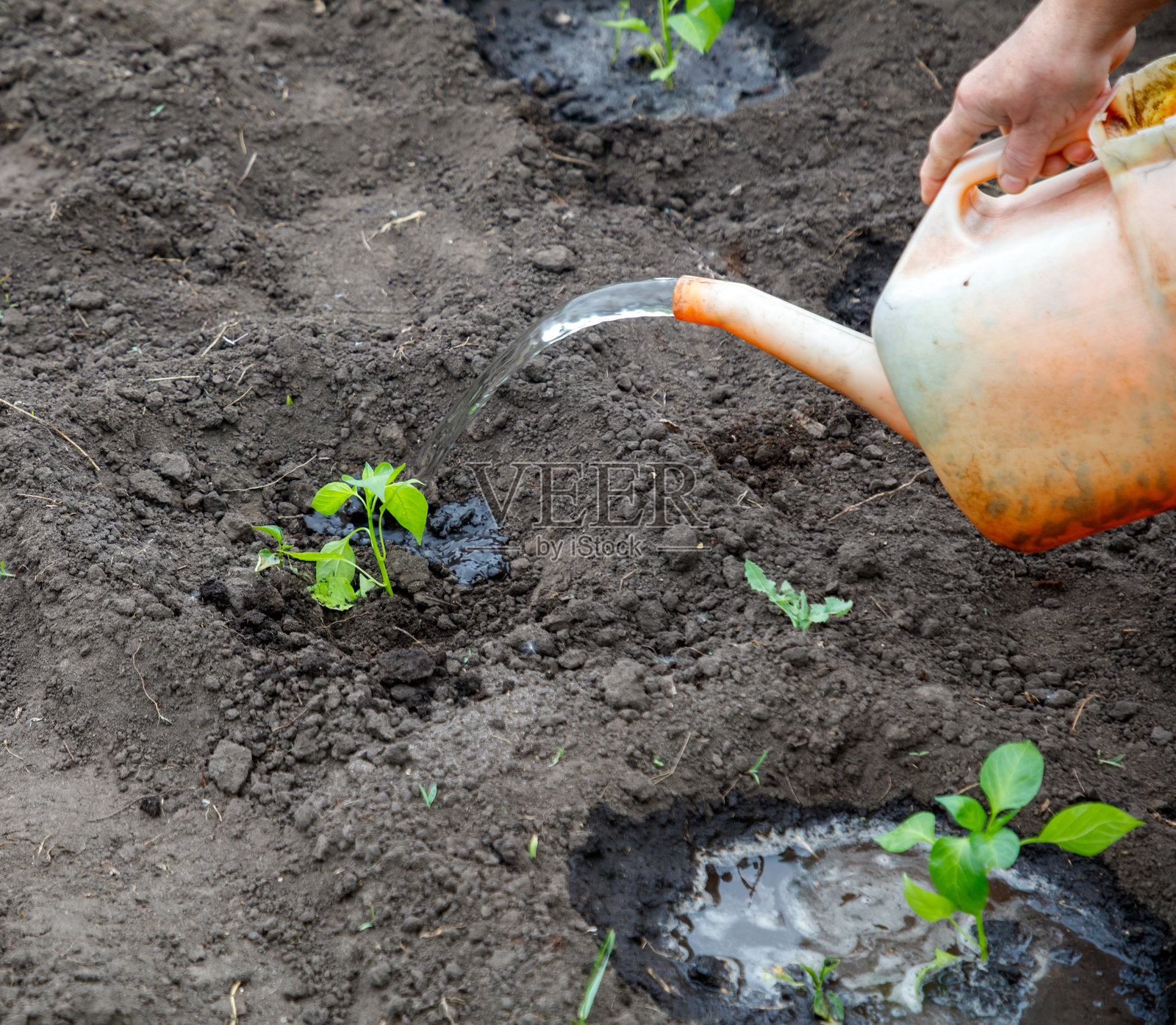 一个人在花园里浇水。照片摄影图片