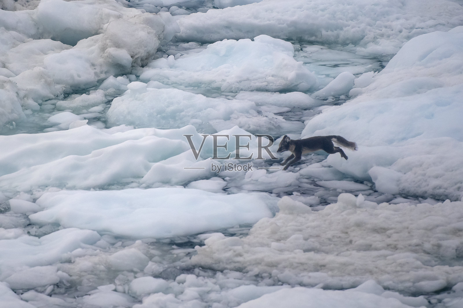 一只北极狐在格林兰伊卢利萨特的康吉亚峡湾冰峡湾中的冰山之间跳跃照片摄影图片