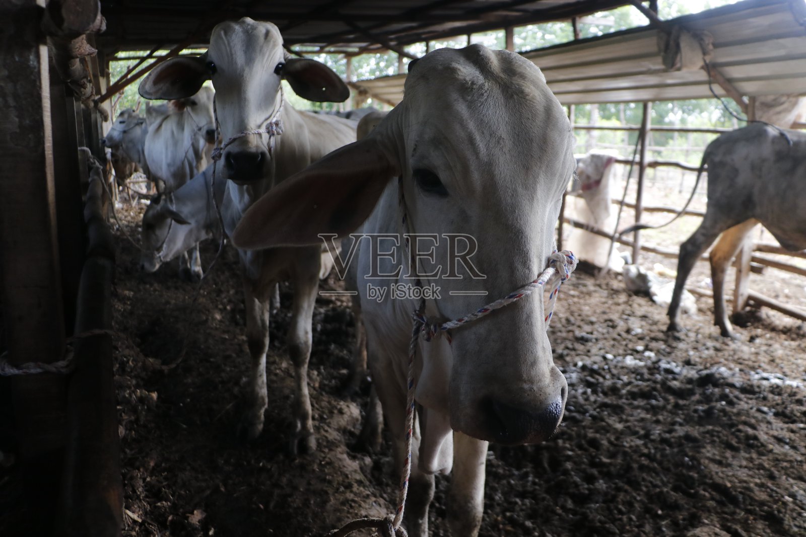 宰牲节的牛照片摄影图片