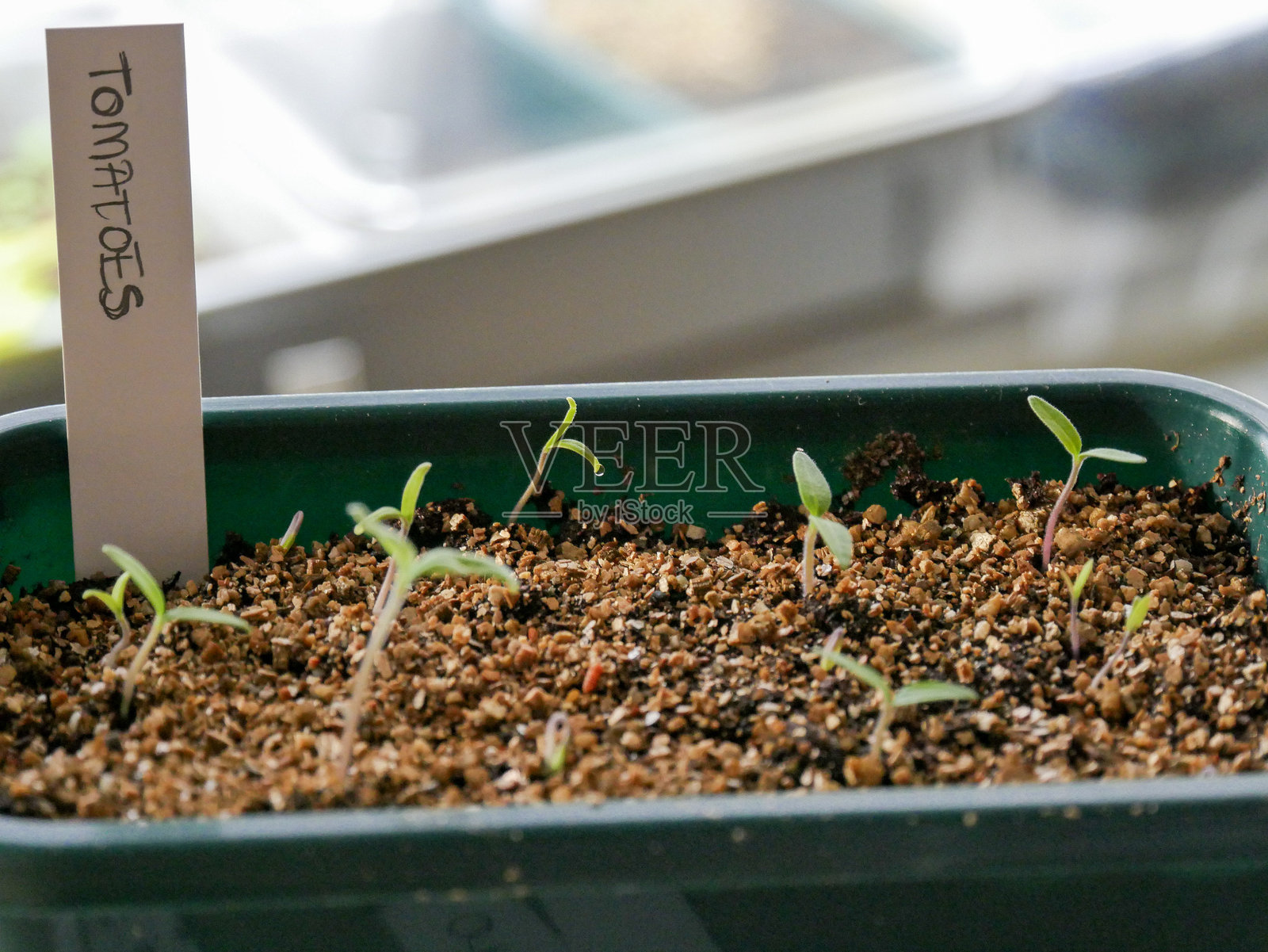 番茄幼苗照片摄影图片