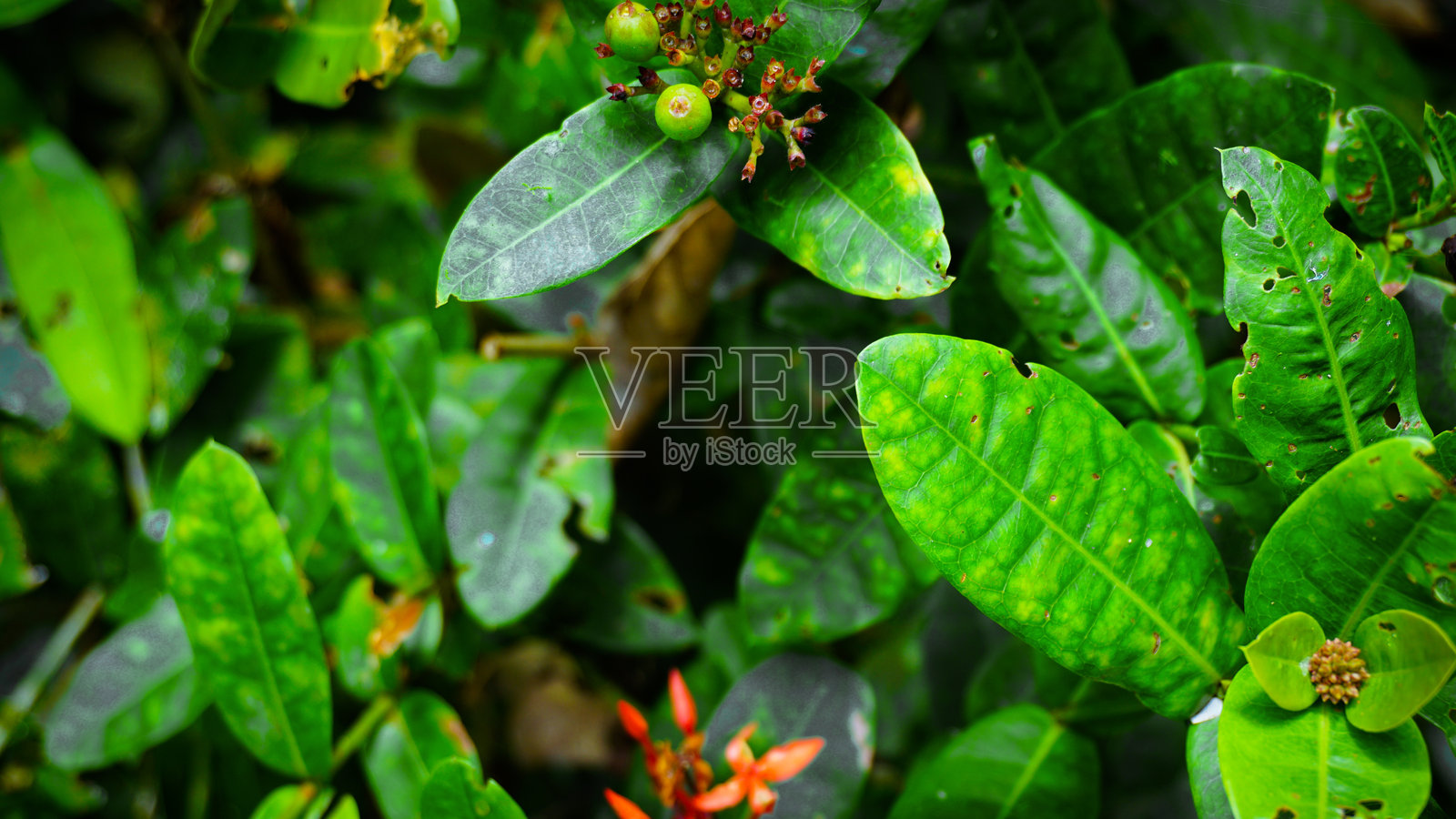 丰盛的绿叶与浆果和花朵照片摄影图片