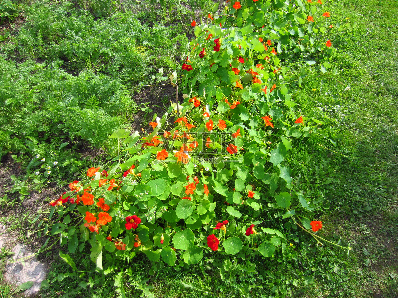 白俄罗斯春夏季节的不同花卉照片摄影图片