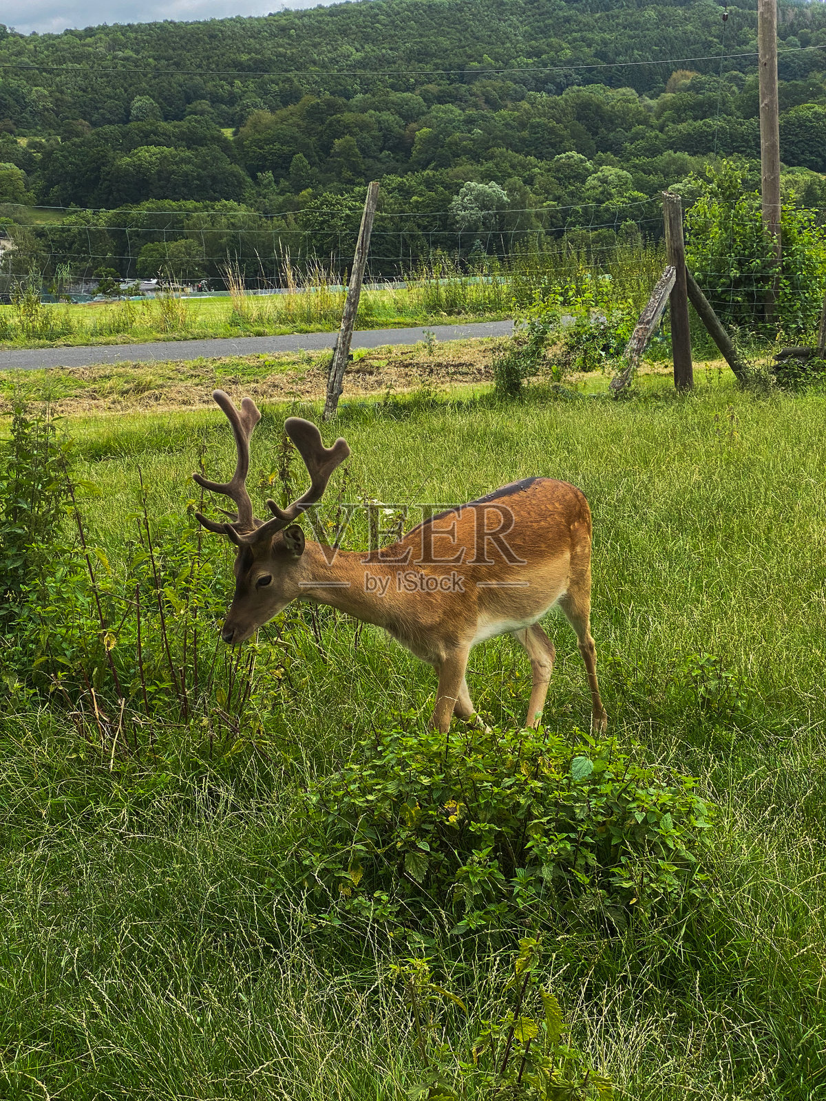 夏天的草地上有鹿,周围是绿草和树木。照片摄影图片