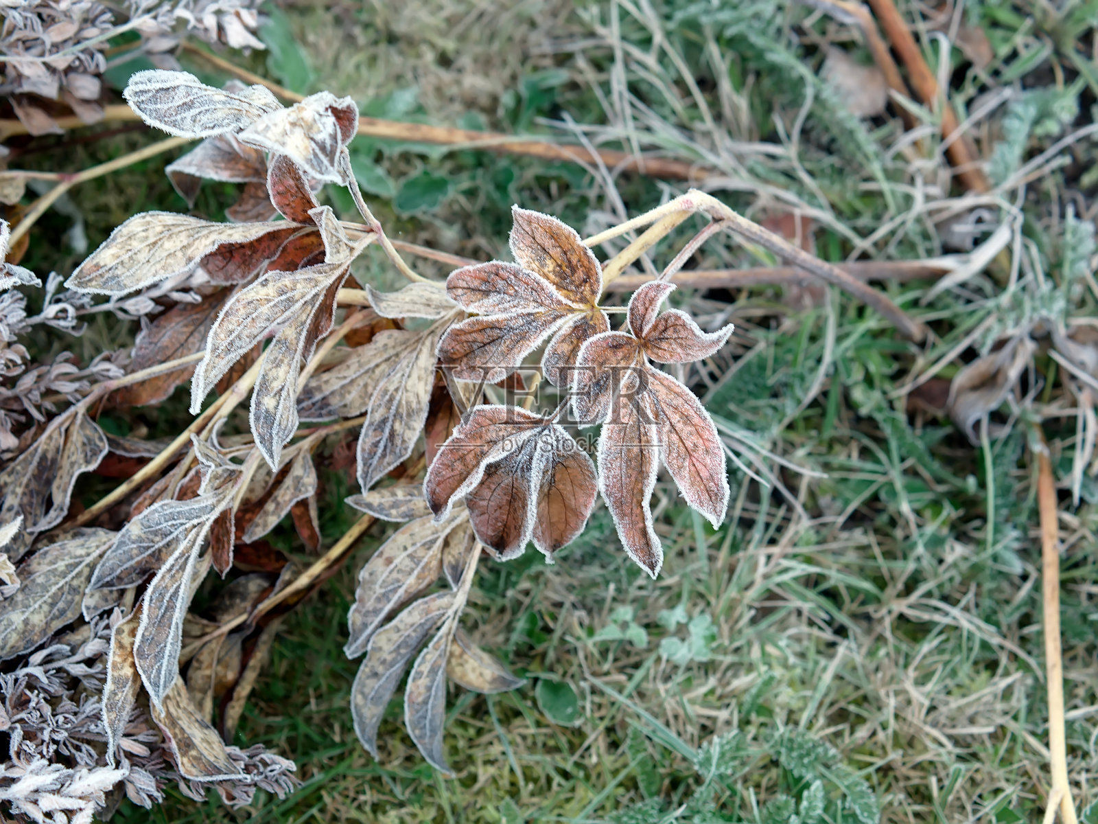 早晨花园里的冰冻植物照片摄影图片
