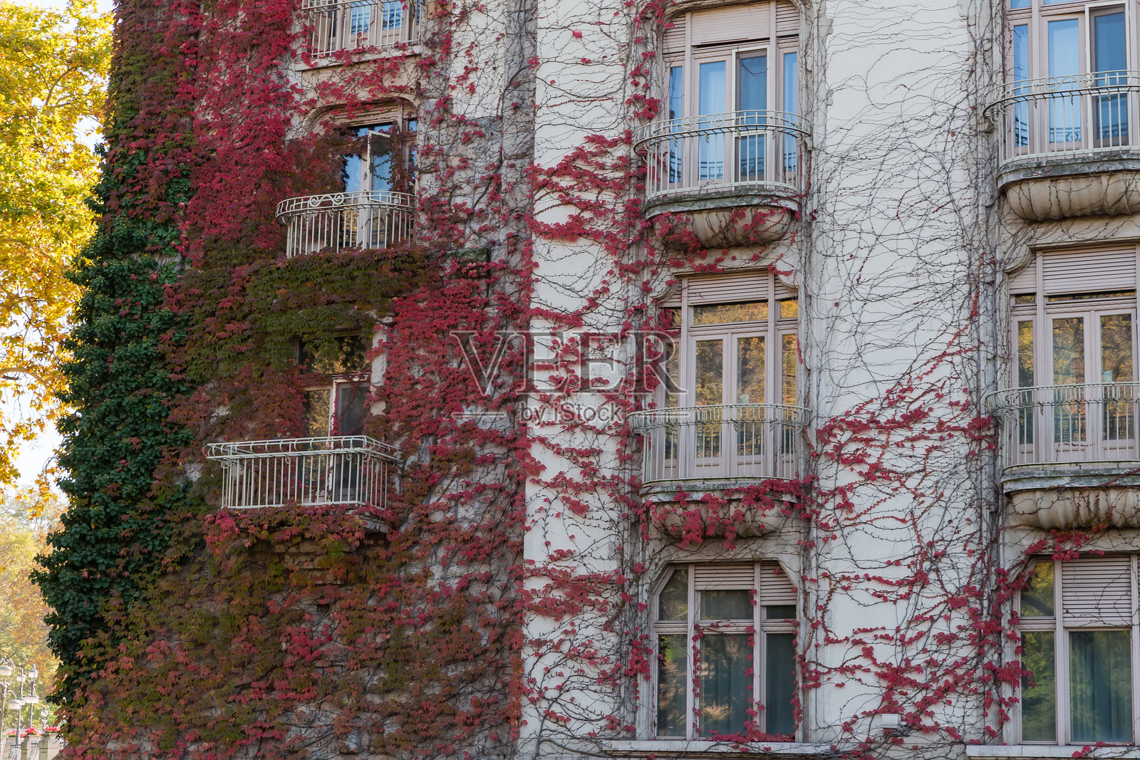 多层建筑外立面被秋天的爬藤植物覆盖照片摄影图片