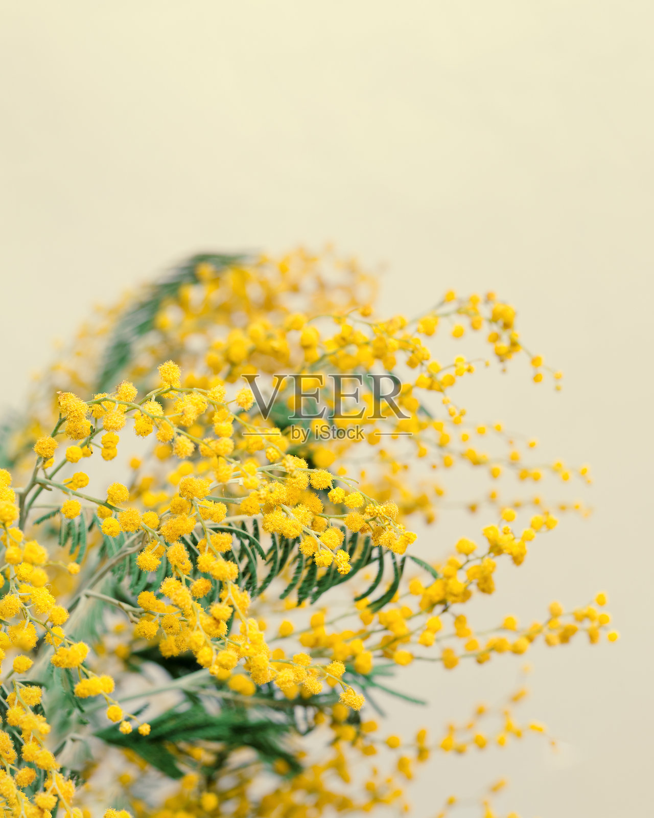 冬季风景中的雪覆盖植物,特写的芦苇草作为自然美学图案,自然的极简之美,竖版海报,宁静冬季场景中的霜冻芦苇,柔和色调照片摄影图片