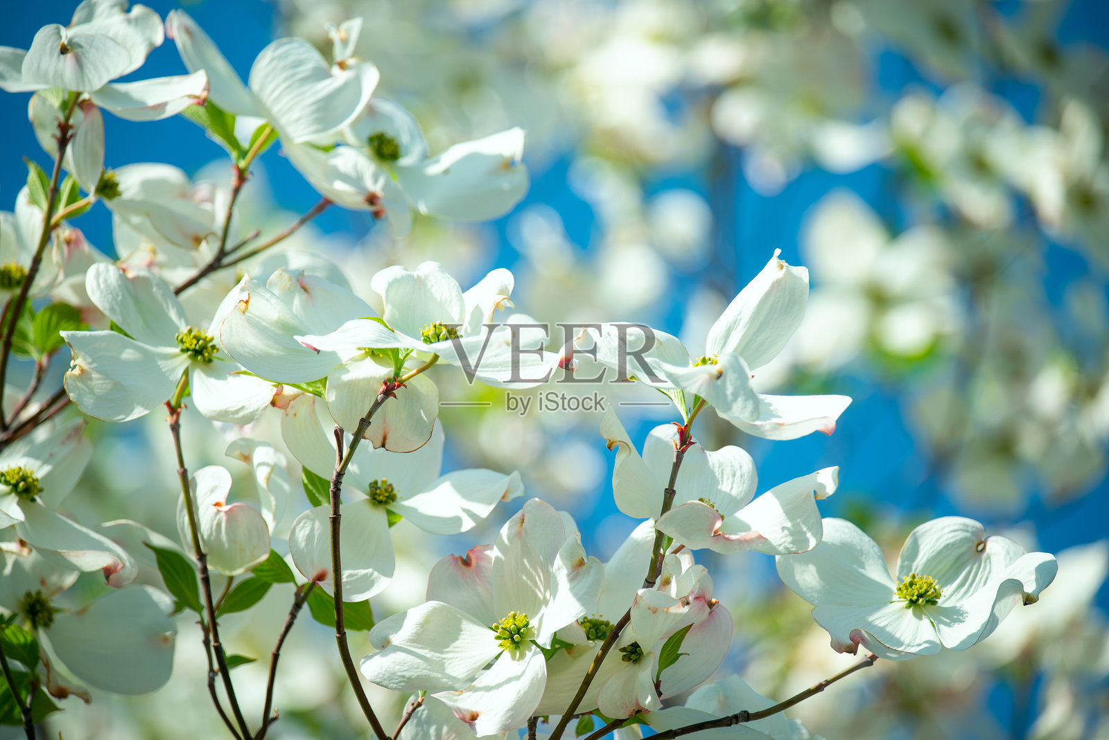 春天娇嫩的白色大花在树枝上绽放。狗木树的大白花。自然的春季复活节户外背景。照片摄影图片