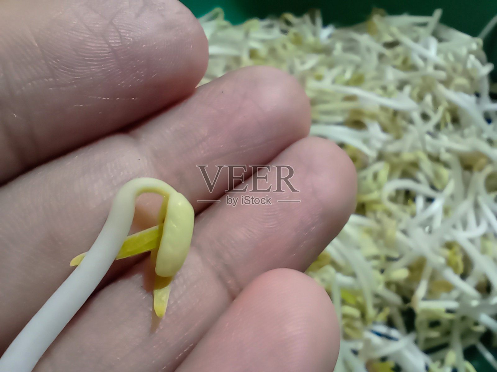 豆芽,在印度尼西亚通常被称为toge,是绿豆的幼苗,常用于传统菜肴中。照片摄影图片