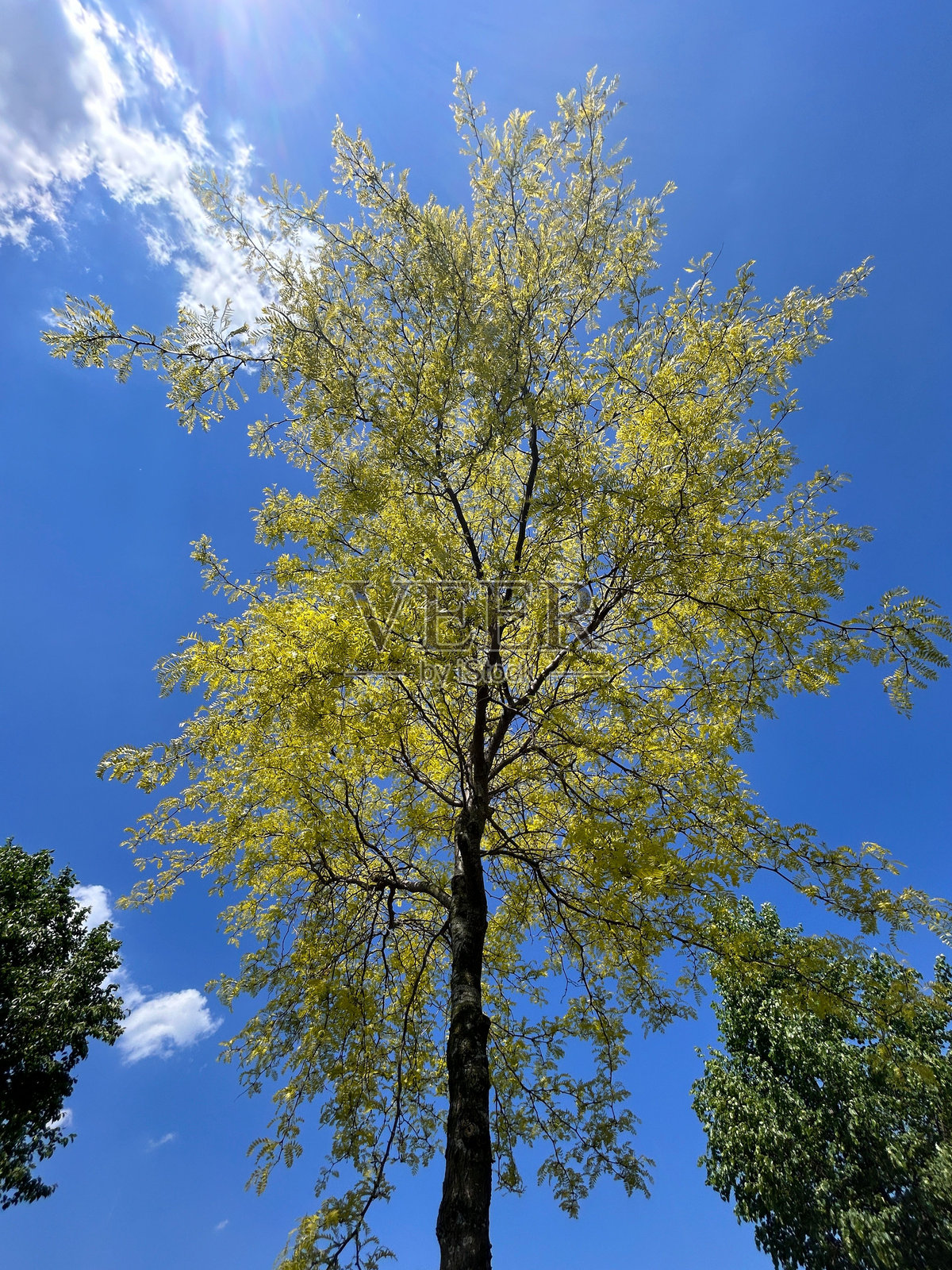 高大的树木在晴朗的蓝天下。照片摄影图片