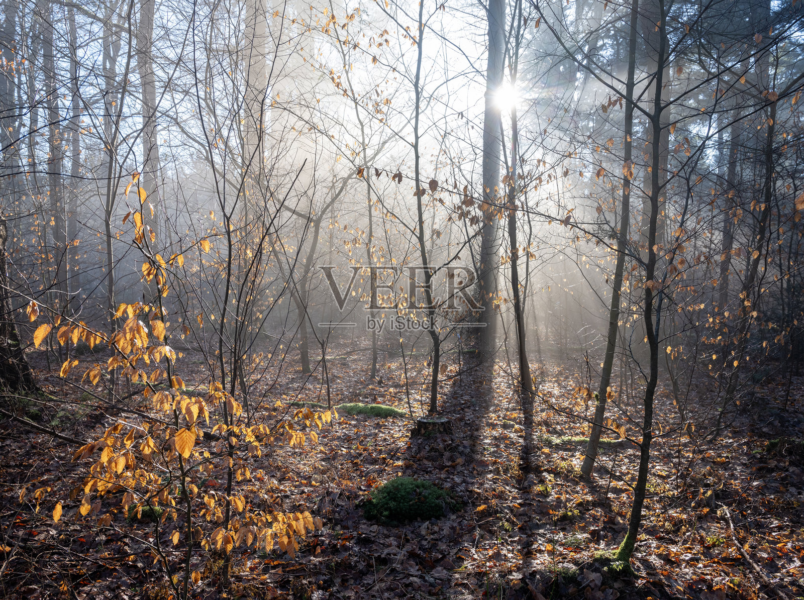 阳光透过荷兰森林的冬季树叶照片摄影图片