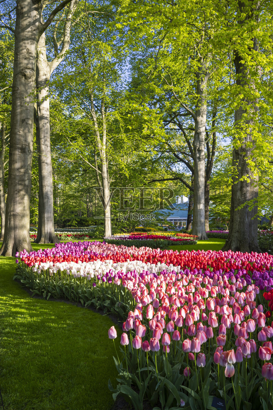库肯霍夫花园 - 世界上最大的郁金香公园,荷兰利瑟照片摄影图片