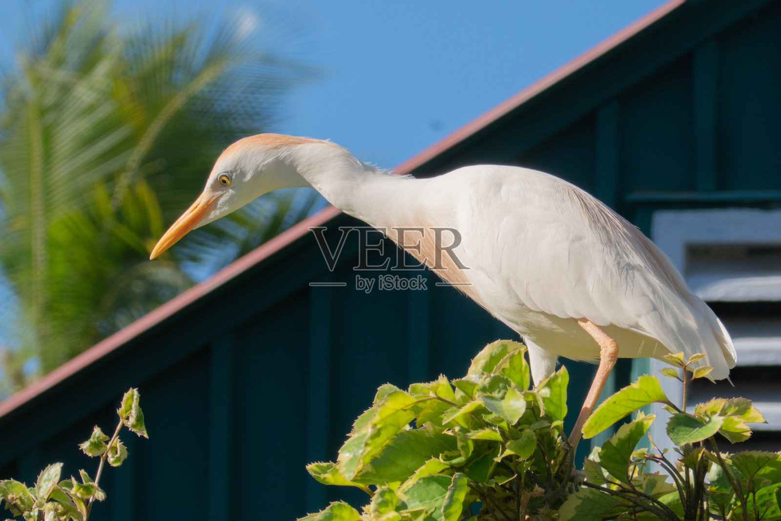 夏威夷的一只牛背鹭栖息在灌木上照片摄影图片