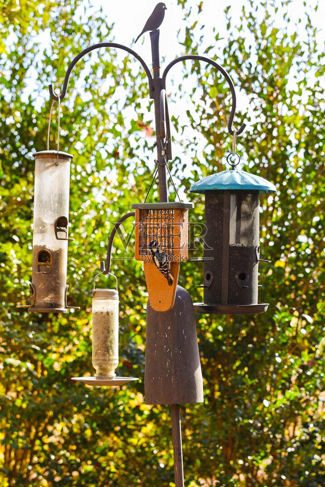 喂鸟照片摄影图片